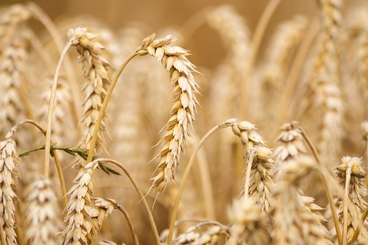 wheat in a field