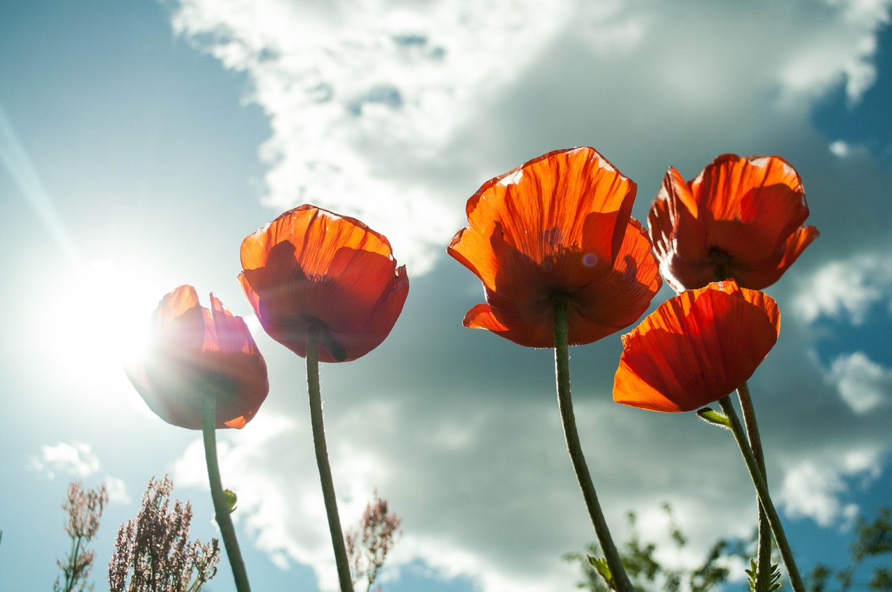 Poppies in sunlight