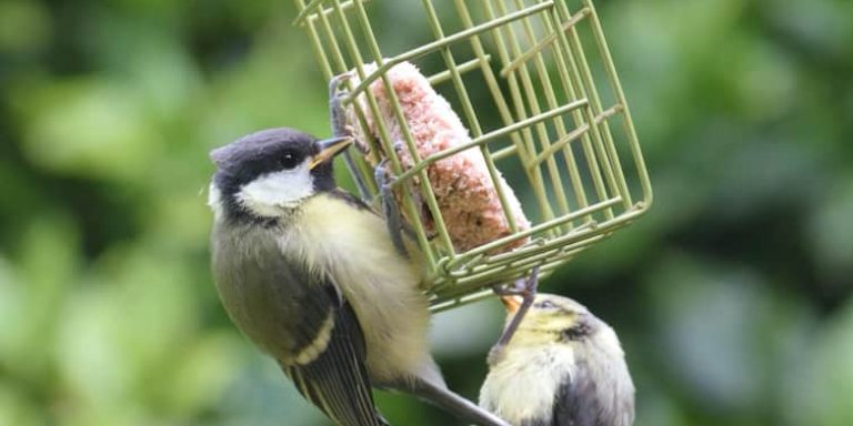 two great tits on a bird-feeder