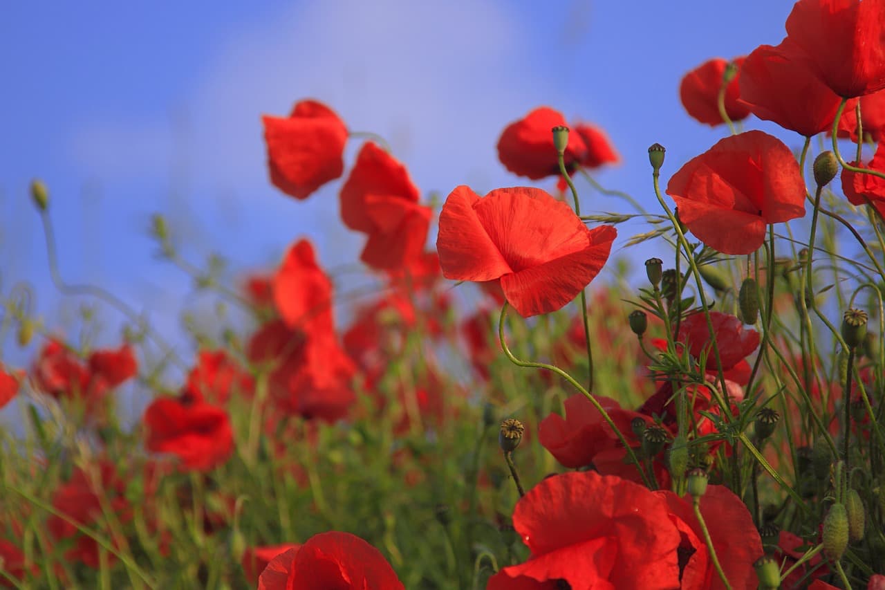 poppy field